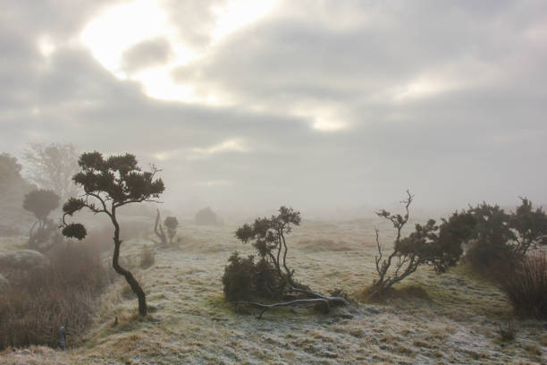 upiorny mglisty i pusty bodmin moor - bodmin moor zdjęcia i obrazy z banku zdjęć