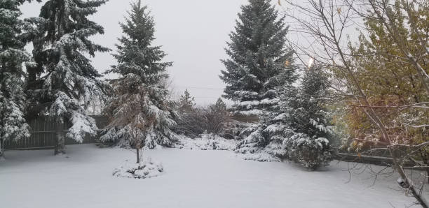 istock Yard covered by snow in Winter 1149583919
