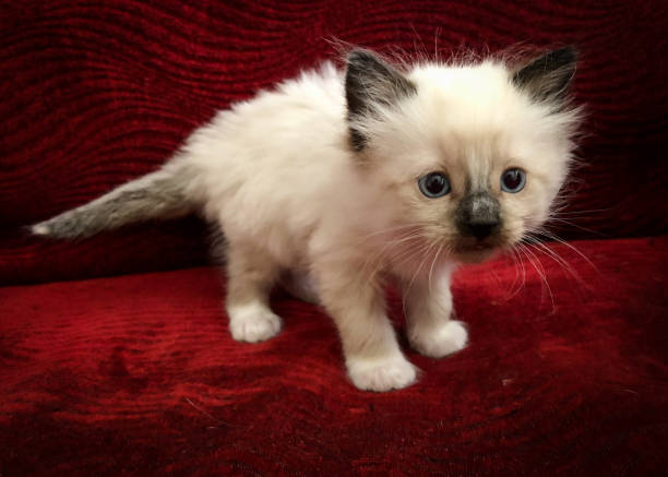 istock wide eyed rag doll kitty cat 1149583943