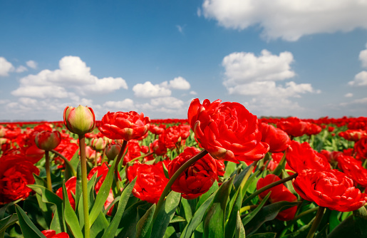 beautiful red tulips over blue sky outside