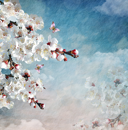 Spring and summer flowers collection - romantic background with delicate cherry tree branch