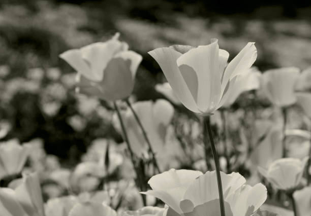 istock California Poppy 1149587370