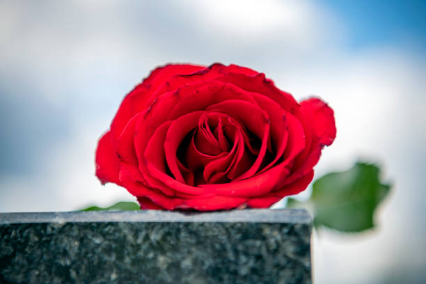 istock Flower on memorial stone close up 1149588779
