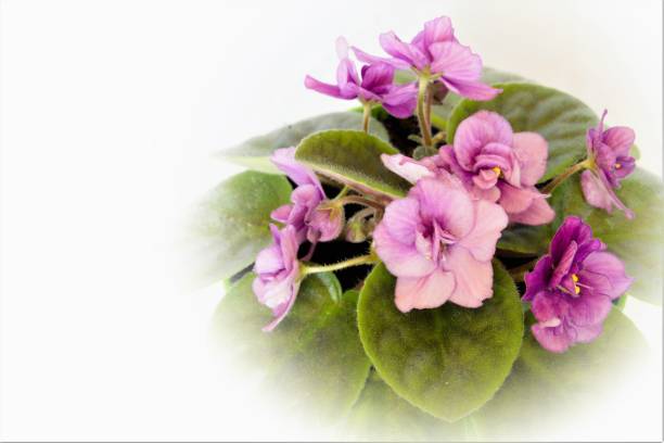 istock Pink inflorescences violet room on a white background close-up. 1149588839