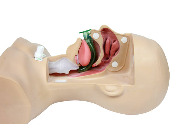 istock Medical simulation training Oropharyngeal Airway on a white background 1149590935