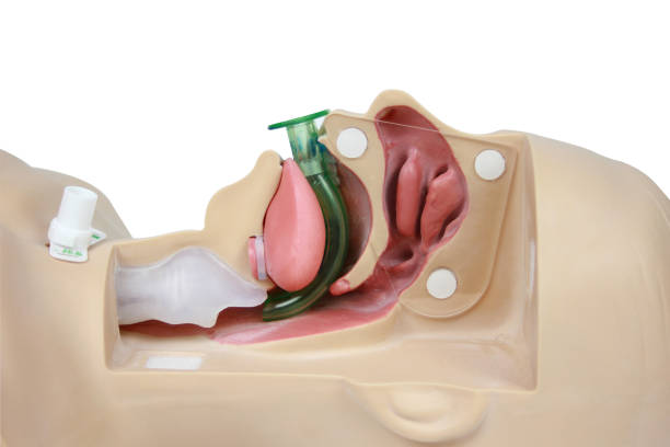 Medical simulation training Oropharyngeal Airway on a white background with cipping path
