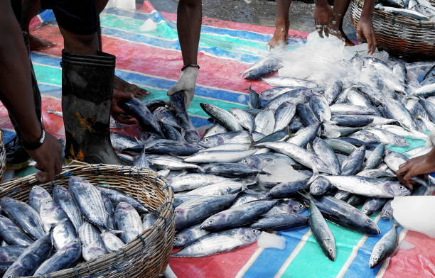 istock Fisherman unloading Fresh Catch of fish from the boat 1149591035