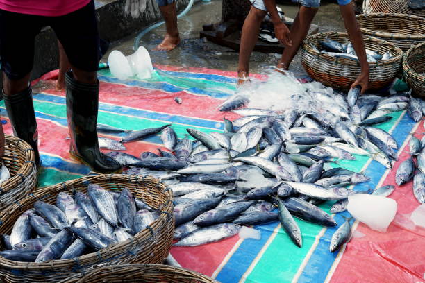 istock Fisherman unloading Fresh Catch of fish from the boat 1149591143