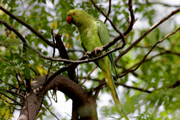 istock Female Rose Ringed Parakeet 1149591837
