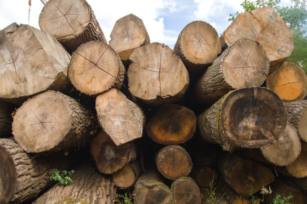 stos pni drzew - homegrown produce environment green forest zdjęcia i obrazy z banku zdjęć