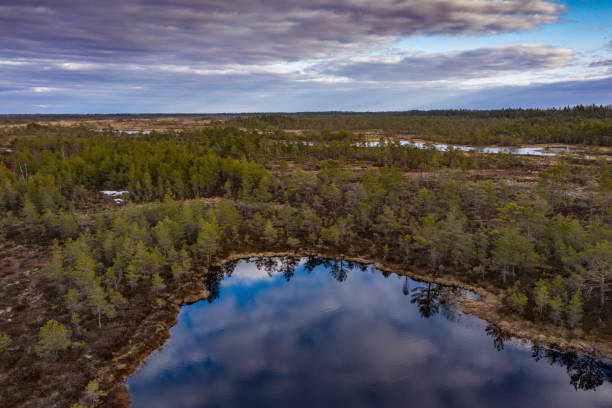 istock Sunset in the bog, golden marsh, lakes and nature environment. Sundown evening light in spring 1149593465