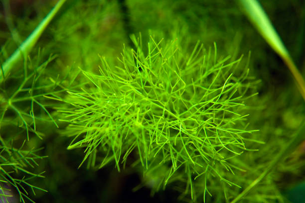 Dill