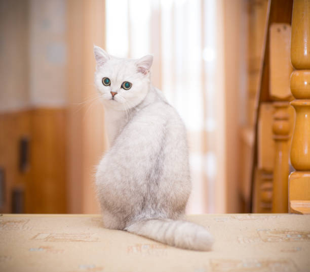 istock beautiful young cat breed Scottish chinchilla straight 1149594738