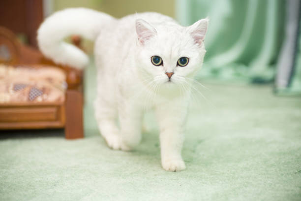 istock beautiful young cat breed Scottish chinchilla straight 1149594748