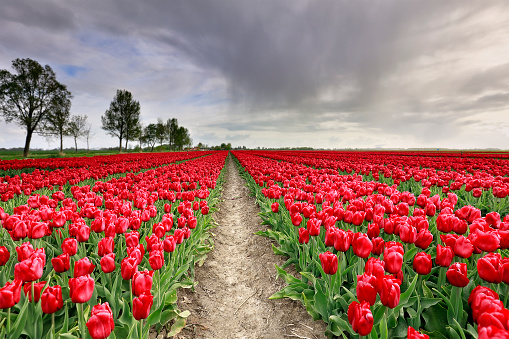 rain shower over ed tulip field, Netherlands