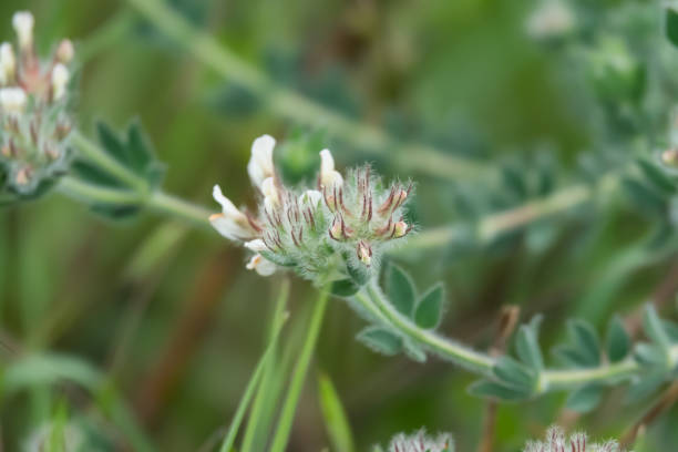 istock Hairy Canary Clover Flowers in Bloom in Springtime 1149595124