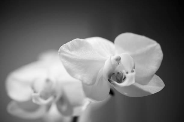 istock White Phalaenopsis Orchid Flower 1149596797