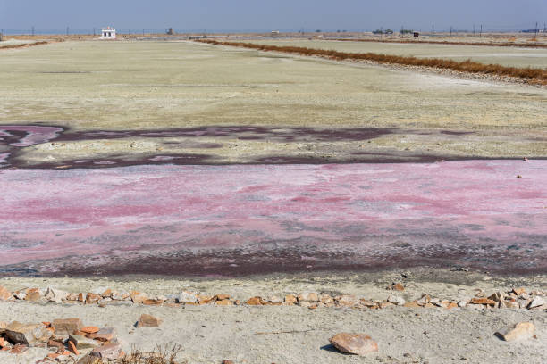 istock Pink salt at Sambhar Salt Lake. India 1149596894
