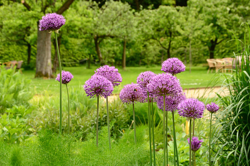 Ornamental garden: Large group of blooming Onion flower in color purple. Aerial view,