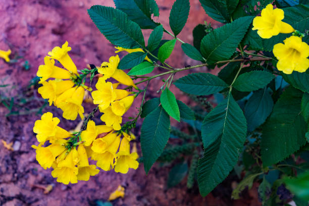 istock Indian Tecoma stans yellow flower with leaf looking awesome. 1149598365