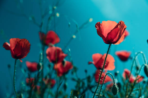 istock Red poppy flowers 1149598467