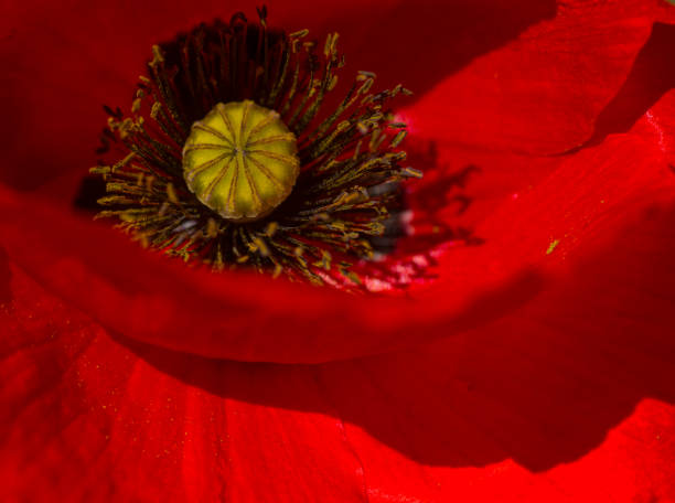 istock Red poppy flowers 1149599105