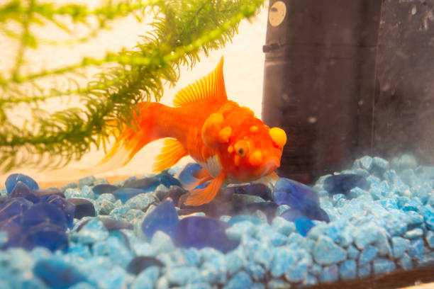 istock Sick goldfish with bumbs on its scale, fish bowl 1149599372