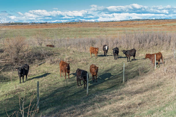 istock Cows in a Pasture near Cochrane 1149599389