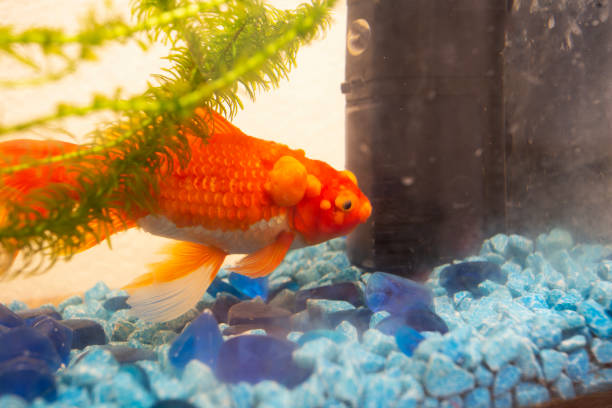 istock Sick goldfish with bumbs on its scale, fish bowl 1149599499