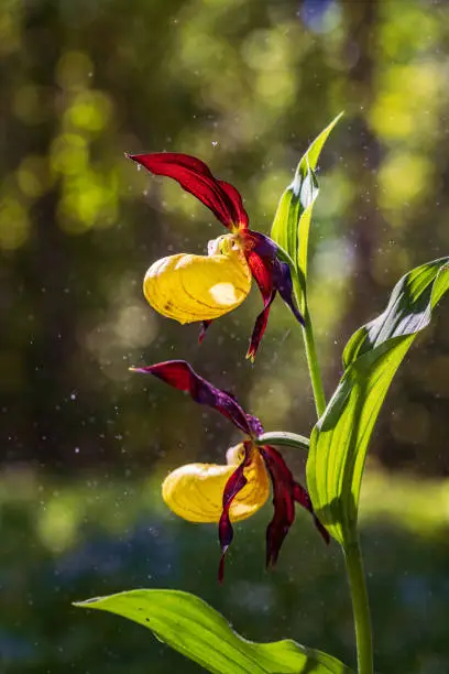 Photo of Ladys Slipper Orchid bloom in the pouring rain like snowing. Blossom and water drops like snow. Yellow with red petals blooming flower in natural environment. Lady Slipper, Cypripedium calceolus.
