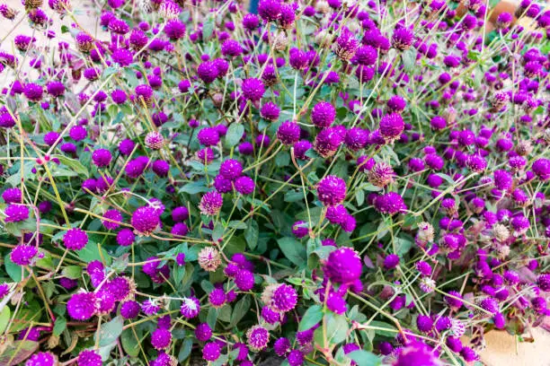 Photo of rounded headed violet color flower looking awesome in an rural village garden.