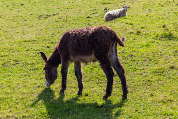 istock Beautiful donkey and sheep grazing on sunny day. 1149601156