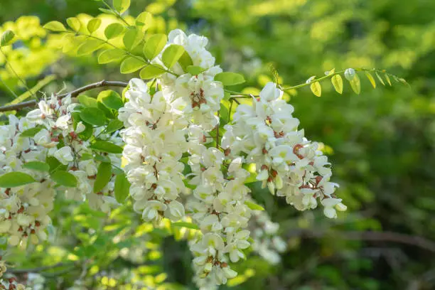 Beautiful bunch of white flowers on green background. Acacia False Tree Flower, also known as the Pan and Quesillo tree