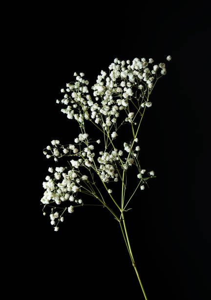 brin de gypsophile (respiration du bébé) - gypsophila photos et images de collection