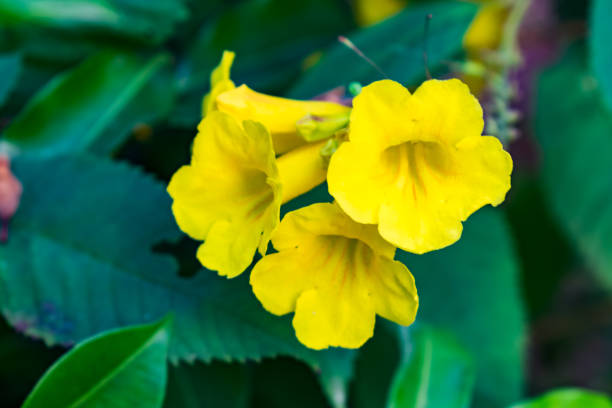 istock Indian Tecoma stans yellow flower with leaf looking awesome. 1149603223