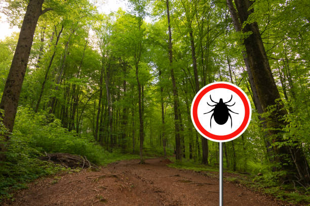 istock Tick sign in a green forest 1149608026