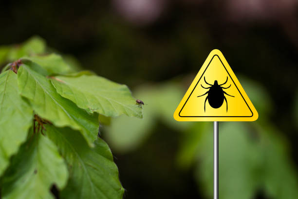 istock Tick sign in a green forest 1149608030