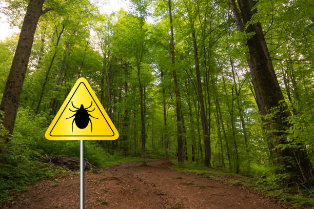 istock Tick sign in a green forest 1149608039