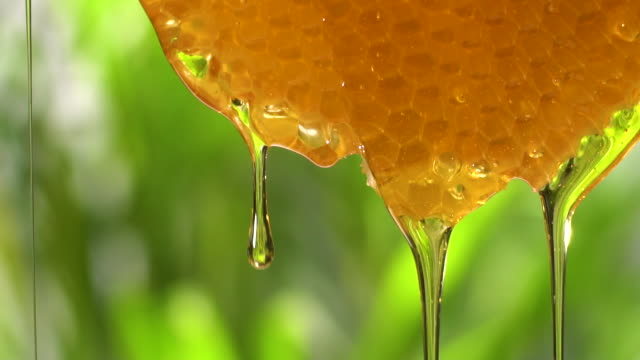 (Slow motion) Honey flowing from honeycomb with copy space
