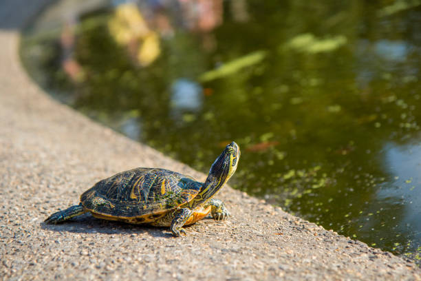 un deslizador de orejas rojas (trachemys scripta elegans) terrapin del estanque de tortugas en central park nueva york disfrutando del sol de verano en las rocas - emídidos fotos fotografías e imágenes de stock