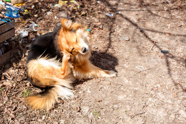 istock Red street mongrel, side view. The dog is scratching his ear 1149608846