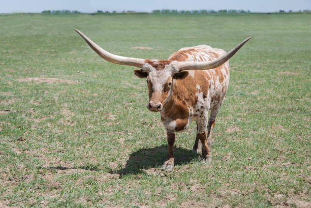 техас longhorn красный и белый бык направить корову с длинными рогами в зеленом пастбище - bull texas longhorn cattle horned white стоковые фото и изображения