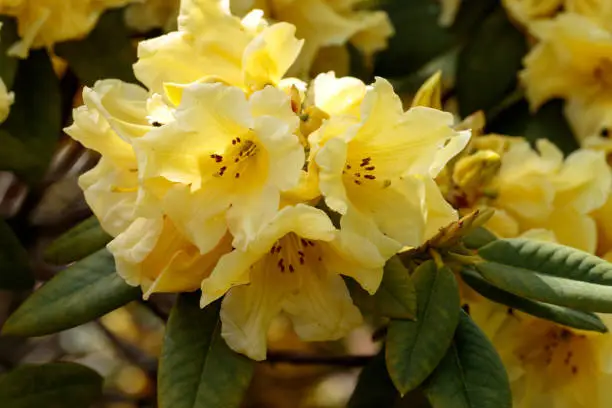 Sunlit yellow Rhododendron flowers