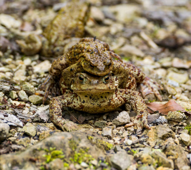istock Two male are fighting for a female toad 1149609953