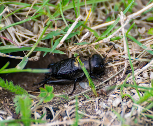istock A field cricket is in front of its construction 1149610026