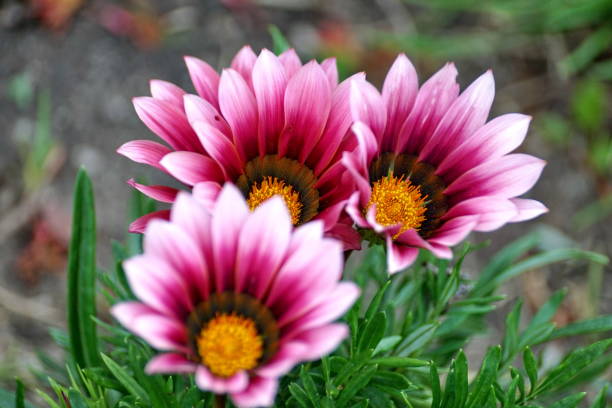 istock Purple and white flowers 1149610138