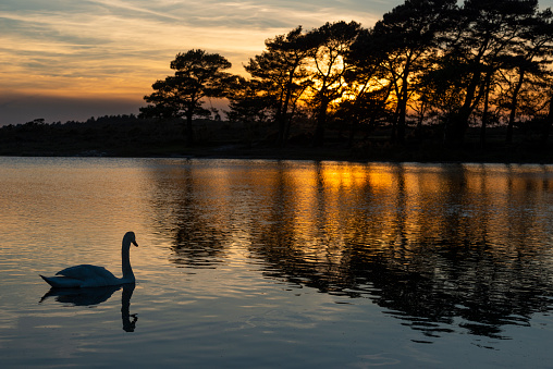 Siloutett of Mute Swan on Hatchet Pond at Sunset, New Forest England.