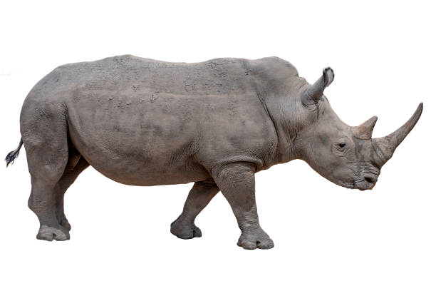 istock Rhinoceros isolated on white background. 1149613685