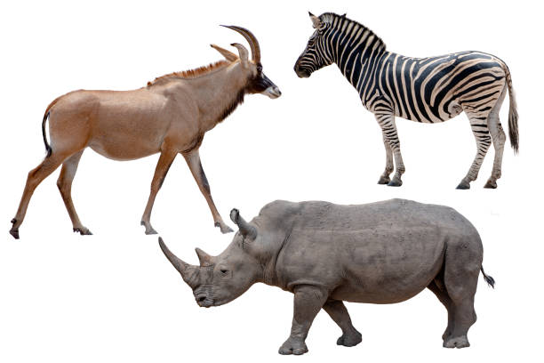 istock Three African wild animals - Antelope,zebra and rhinoceros ,Isolated on White 1149613725
