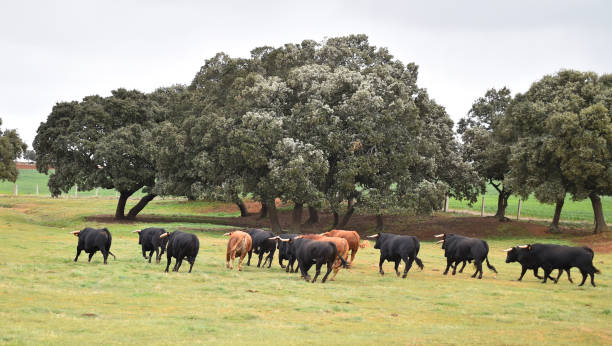 istock bulls in the cattle raising 1149614951